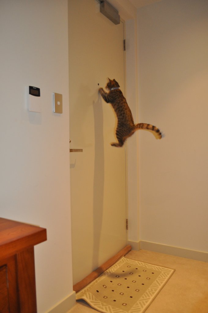 Who's at the door hover cat?