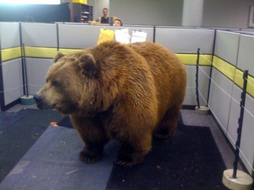 Bear office prank